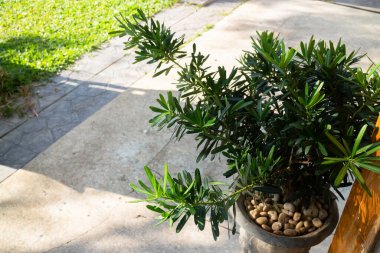 Güzel yeşil bahçe, asgari stil, stok fotoğrafı.