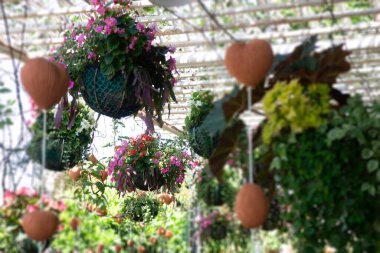 Çeşitli yaz bitkileri satışı ve pazarda sergilenmesi, stok fotoğrafı