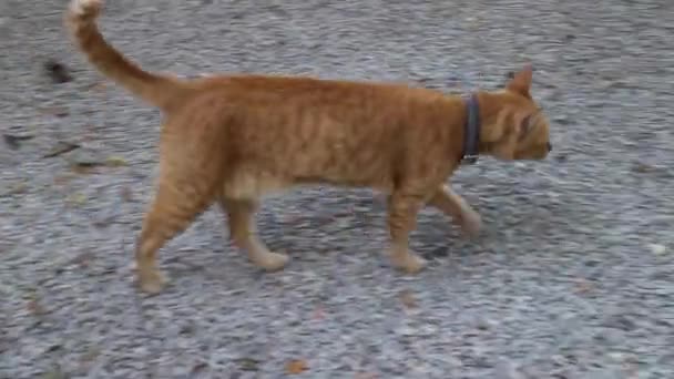 Kot Chodzący Podłodze Materiał Filmowy — Wideo stockowe