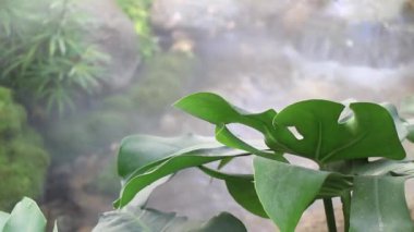 Tropik yeşil yaprak bahçesinde sis, stok görüntüler.