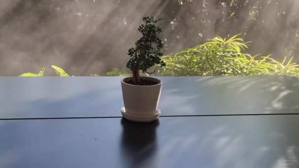 Zonlicht Mist Stoom Ochtend Tuin Voorraad Beeldmateriaal — Stockvideo