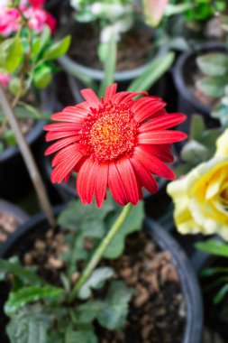 Yeşil saksı bahçesi, stok fotoğrafı.