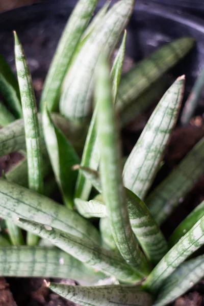 Huis Tuin Van Groene Plant Pot Stock Foto — Stockfoto