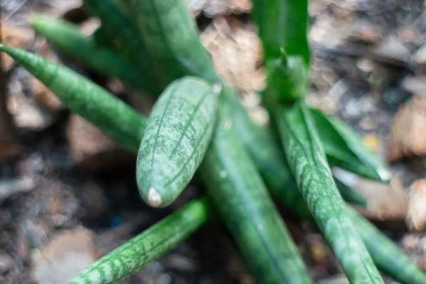 緑の植物ポットの家の庭 ストックフォト — ストック写真