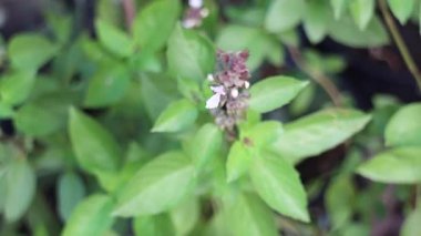 Nane çiçeği saksısı ev bahçesinde, stok görüntüler