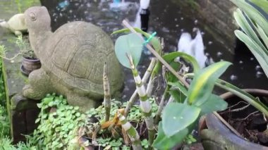 Kafe ve restoranda yeşil saksılar, stok görüntüler.