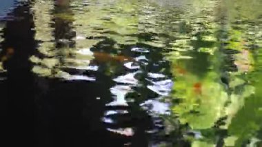 Bahçedeki koi balığı havuzu, stok görüntüleri.