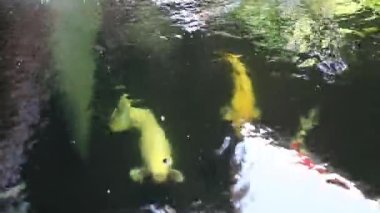 Bahçedeki koi balığı havuzu, stok görüntüleri.