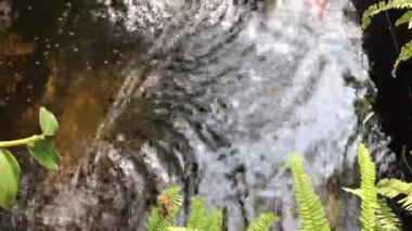 Bahçedeki koi balığı havuzu, stok görüntüleri.