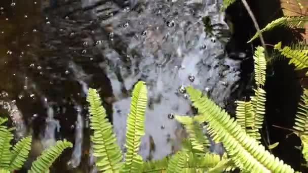 Lagoa Peixes Koi Jardim Imagens Estoque — Vídeo de Stock