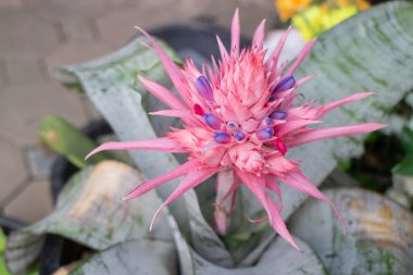 Yeşil saksı bahçesi, stok fotoğrafı.