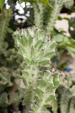Yeşil saksı bahçesi, stok fotoğrafı.