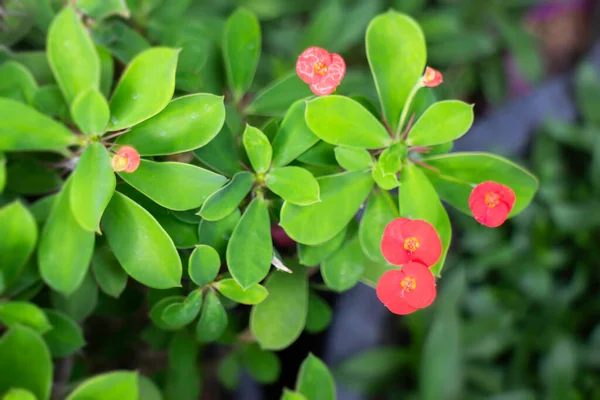 家庭菜园绿色花盆 实木照片 — 图库照片