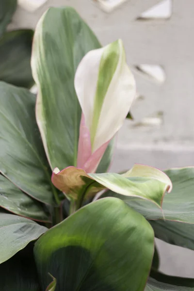 Home Garden Green Plant Pot Stock Photo — Stock Photo, Image