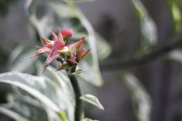 家庭菜园绿色花盆 实木照片 — 图库照片