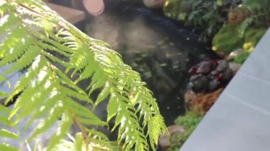 Açık bahçede akan su birikintisi, stok görüntüleri.