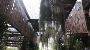 Colorful flower orchids tropical greenhouse garden, stock footage