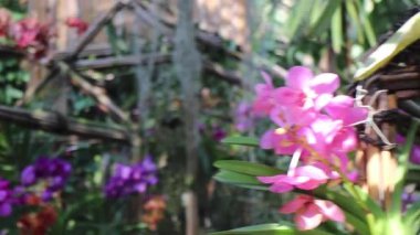 Colorful flower orchids tropical greenhouse garden, stock footage