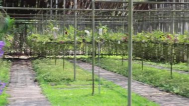 Colorful flower orchids tropical greenhouse garden, stock footage
