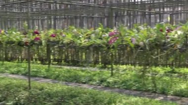 Colorful flower orchids tropical greenhouse garden, stock footage