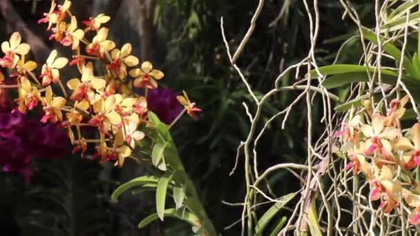 Colorful Flower Orchids Tropical Greenhouse Garden Stock Footage — Stok video