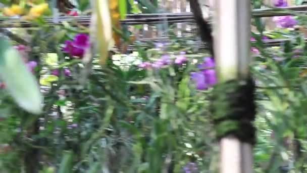 Colorful Flower Orchids Tropical Greenhouse Garden Stock Footage — Vídeo de Stock