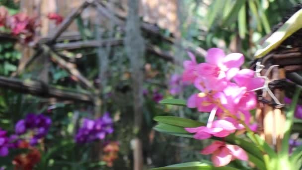 Colorful Flower Orchids Tropical Greenhouse Garden Stock Footage — Stok video