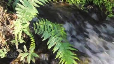 Waterfall flowing to creek in tropical garden, stock footage