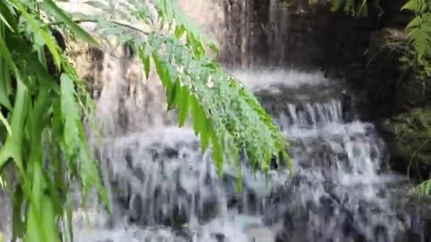 Waterfall Flowing Creek Tropical Garden Stock Footage — 비디오