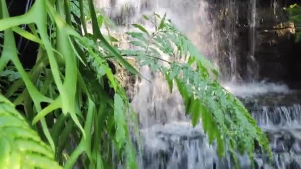 Waterfall Flowing Creek Tropical Garden Stock Footage — Stock video