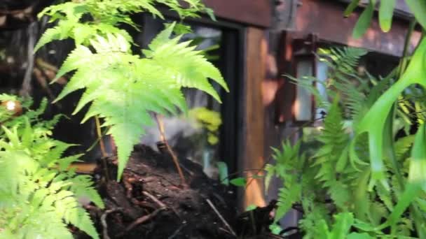Водоспад Тече Струмка Тропічному Саду Стокове Відео — стокове відео