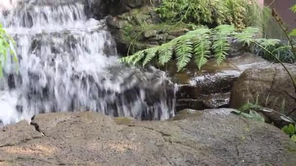 Waterfall Flowing Creek Tropical Garden Stock Footage — Stock videók
