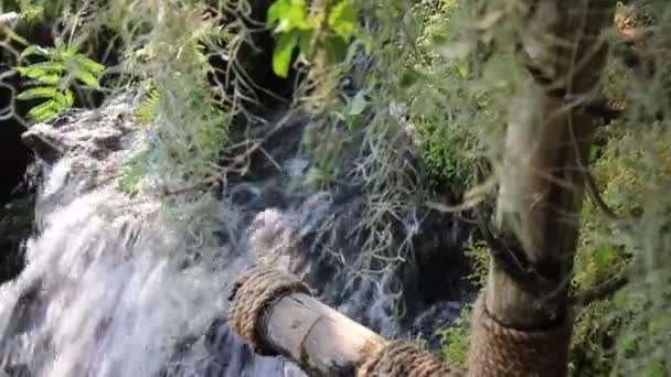 Waterfall Flowing Creek Tropical Garden Stock Footage — Stock Video