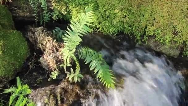 Waterfall Flowing Creek Tropical Garden Stock Footage — Stock video