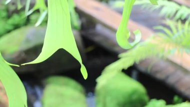 Dere ve stok görüntüleriyle dinlenme tesisinde tropik yeşil bahçe rahatlaması