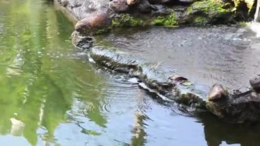 Bahçedeki koi balığı havuzu, stok görüntüleri.