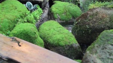 Dere ve stok görüntüleriyle dinlenme tesisinde tropik yeşil bahçe rahatlaması