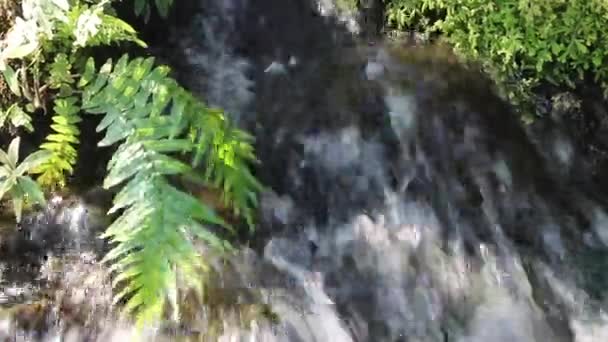 Waterfall Flowing Creek Tropical Garden Stock Footage — Stock video