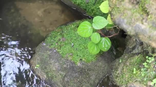 Dere Stok Görüntüleriyle Dinlenme Tesisinde Tropik Yeşil Bahçe Rahatlaması — Stok video