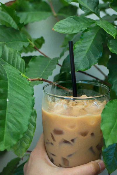 Yeşil Bitki Bölgesinde Buzlu Sütlü Kahve Stok Fotoğrafı — Stok fotoğraf