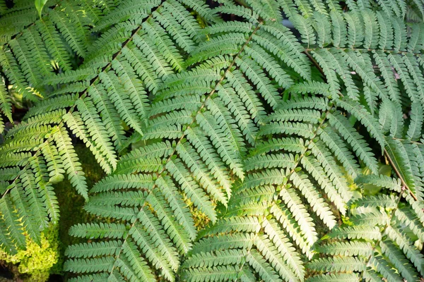 园中的观赏植物 实木照片 — 图库照片