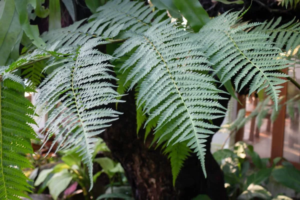 Pianta Ornamentale Giardino Fotografia Scorta — Foto Stock