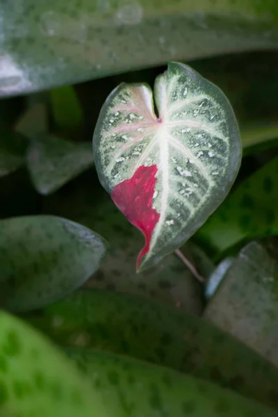 Tanaman Hias Taman Foto Stok — Stok Foto