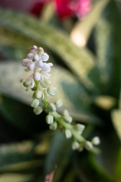 Ornamental Plant Garden Stock Photo — Stock Photo, Image