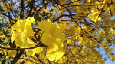 Güzel sarı yaz çiçeği, çiçek ağacı, stok görüntüleri.