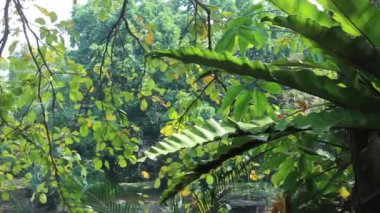 Rahatlama göleti ve doğal çevre kafesi, stok görüntüleri.