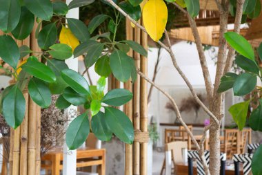 Basit tatil köyü mobilyaları koltuk düzenleme, stok fotoğrafı