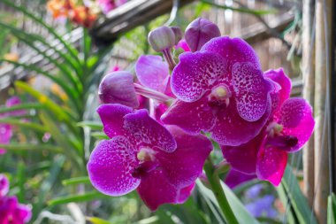 Renkli orkide çiftliği kafesi ve tarım endüstrisi, stok fotoğrafı.