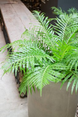 Yeşil yapraklar, fabrikanın içi rahat kahve dükkanı, stok fotoğrafı.