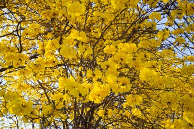 Güzel sarı yaz çiçekleri çiçek, stok fotoğrafı.
